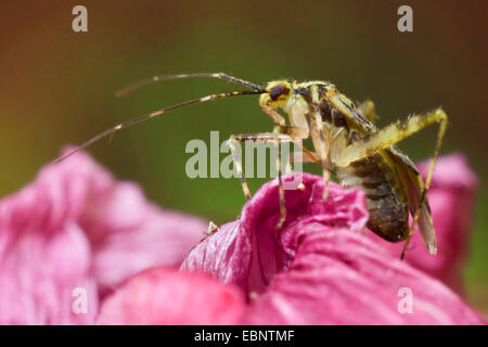 Pflanze Bug, Grass Bug (Phytocoris Tiliae), auf einer Blume, Deutschland Stockfoto