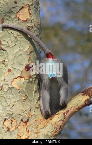 Grivet Affe, Savanna Affe, grüne Affe Vervet Affen (grüne Aethiops), Klettern in einem Fevertree, Rückansicht, Südafrika, Mkuzi Game Reserve Stockfoto