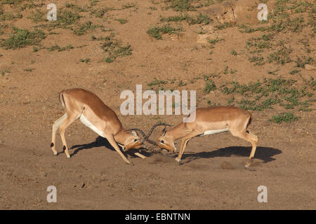 Impala (Aepyceros Melampus), zwei Männchen kämpfen, Südafrika, Kruger National Park Stockfoto