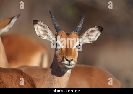 Impala (Aepyceros Melampus), junger Mann, Portrait, Südafrika, Kruger National Park Stockfoto