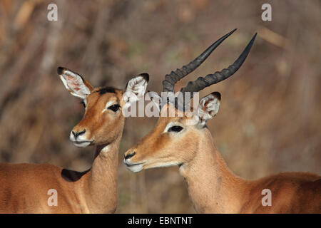 Impala (Aepyceros Melampus), männlich und weiblich, Kopf Porträt, Südafrika, Kruger National Park Stockfoto