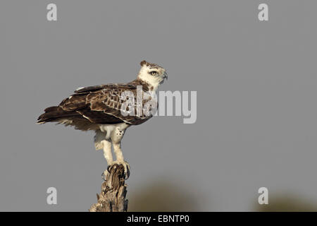 kriegerischer Adler (monotypisch Bellicosus, Hieraaetus Bellicosus), sitzt auf einem toten Baum in unreifen Gefieder, Südafrika, Kruger National Park Stockfoto