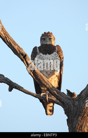 kriegerischer Adler (monotypisch Bellicosus, Hieraaetus Bellicosus), Erwachsenen Vogel sitzt auf einem abgestorbenen Baum, Südafrika, Kruger National Park Stockfoto