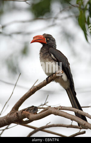 krähte Toko (Tockus Alboterminatus), weibliche sitzt auf einem Ast, Südafrika, St. Lucia Stockfoto