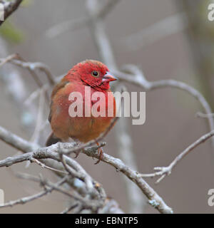 Rot-billed Feuer Finch (Lagonosticta Senegala), männliche sitzt in einem Busch, Südafrika, Kruger National Park Stockfoto