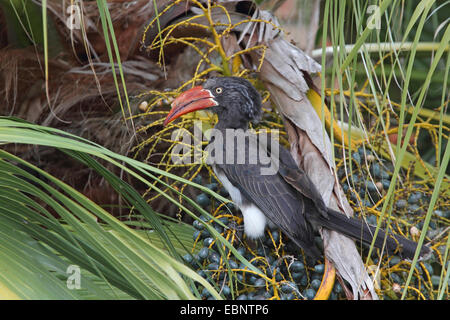 krähte Toko (Tockus Alboterminatus), Frau sitzt in einem Busch ein auf der Suche nach Nahrung, Südafrika, St. Lucia Stockfoto