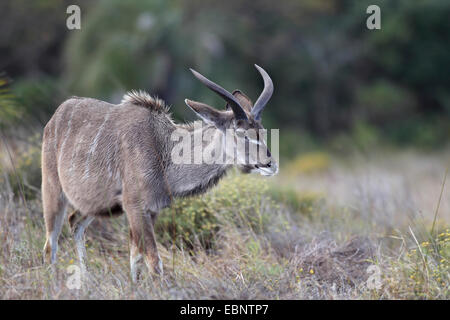 große Kudu (Tragelaphus Strepsiceros), jungen männlichen stehen hohe Gras, Südafrika, St. Lucia Wetland Park Stockfoto