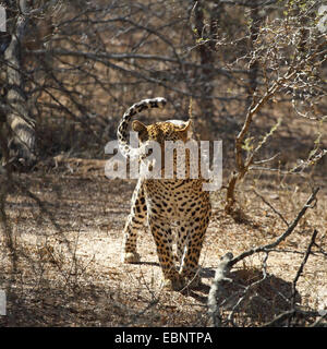 Leopard (Panthera Pardus), kriechen durch ein Niederwald-Holz, Südafrika, Kruger National Park Stockfoto