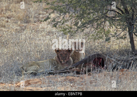 Löwe (Panthera Leo), Mutter und Kind neben einem Toten Gnus, Südafrika, Kgalagadi Transfrontier National Park Stockfoto