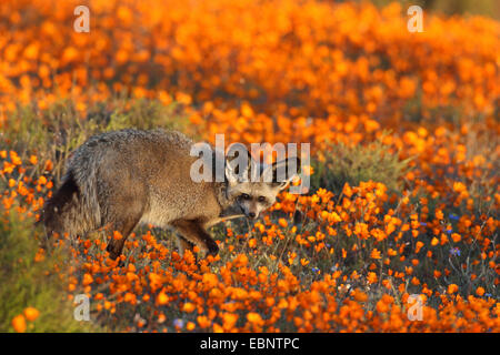 Hieb-eared Fuchs (Otocyon Megalotis), suchen Nahrung in einer Ringelblume Wiese, Südafrika, Namaqua-Nationalpark Stockfoto