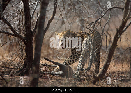 Leopard (Panthera Pardus), mit Gefangenen jungen Warzenschwein im Niederwald-Holz, Südafrika, Kruger National Park Stockfoto