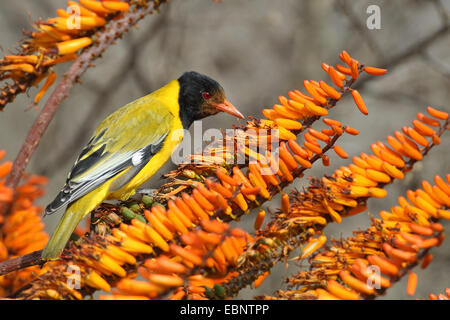 African Black-headed Pirol (Oriolus Larvatus), Suche Essen auf einer blühenden Aloe, Südafrika, Kruger National Park Stockfoto