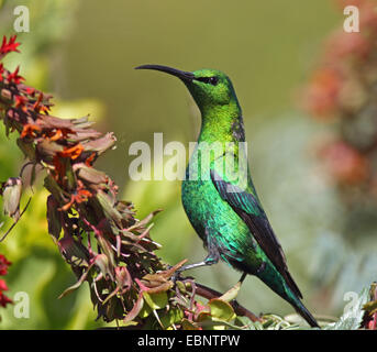 gelb-getuftete Malachit Sunbird (Nectarinia Famosa), männliche stehend auf einer Blume, Südafrika, Namaqua-Nationalpark Stockfoto