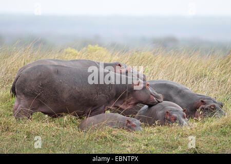 Nilpferd, Nilpferd, gemeinsame Flusspferd (Hippopotamus Amphibius), Gruppe mit jungen Nilpferde am Ufer von einem See, Südafrika, St. Lucia Stockfoto