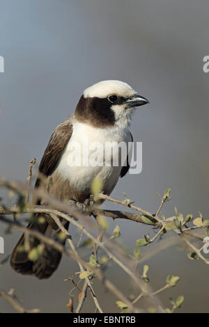 White-crowned Würger (Eurocephalus Anguitimens), sitzt auf einem Busch, Südafrika, Kruger National Park Stockfoto