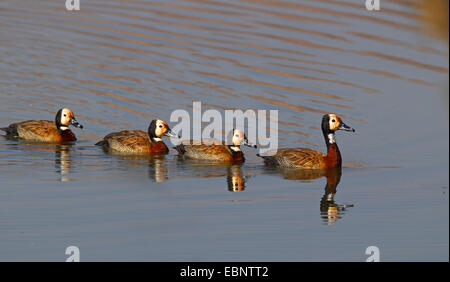 White-faced pfeifende Ente (Dendrocygna Viduata, Prosopocygna Viduata) hintereinander schwimmen Enten, Spiegel Bild, Südafrika, Pilanesberg National Park Stockfoto