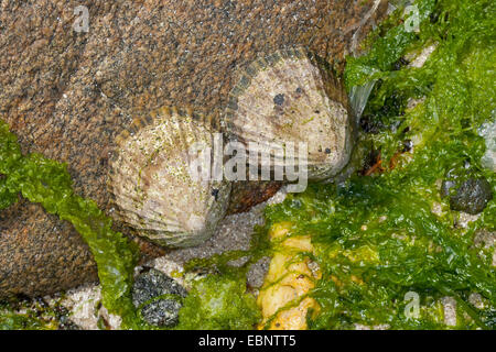 Gemeinsame Limpet, gemeinsame europäische Limpet (Patella Vulgata), zwei Napfschnecken bei Ebbe auf einem Felsen, Deutschland Stockfoto