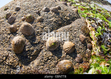 Gemeinsame Limpet, gemeinsame europäische Limpet (Patella Vulgata), Napfschnecken bei Ebbe auf einem Felsen, Deutschland Stockfoto