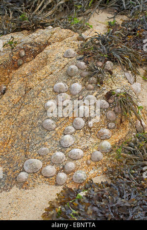 Gemeinsame Limpet, gemeinsame europäische Limpet (Patella Vulgata), Napfschnecken bei Ebbe auf einem Felsen, Deutschland Stockfoto