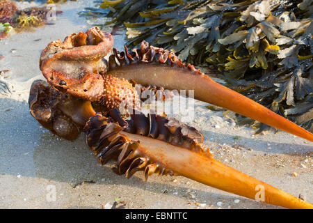 Furbellow (Saccorhiza Polyschides, Saccorhiza Bulbosa) angespült Rhizoid am Strand, Deutschland Stockfoto