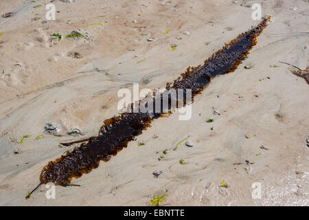 Meer-Gürtel, Arme-Leute Wetter Glas, Sweet Wrack, Zucker Wrack, Zucker Tang, Oarweed, Gewirr, Kelp, Zucker Meer Gürtel, süße Gewirr, Sugarwrack (Laminaria Saccharina, Saccharina Latissima), bei Ebbe Flut angespült Braunalge Stockfoto