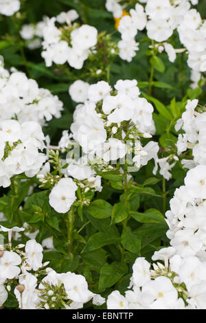 fallen Sie Phlox, Garten-Phlox (Phlox Paniculata "Pax", Phlox Paniculata Pax), Sorte Pax Stockfoto