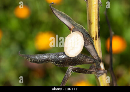 Fava Bohnen, Faba Bohne, Ackerbohne, Saubohne, Bell Bohne, Tic Bohne (Vicia Faba, Faba Vulgaris), offene Schale mit Samen Stockfoto