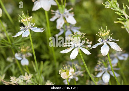 Fenchel-Blume, Muskatnuss Blume, schwarzen Kümmel, römischer Koriander, Schwarzkümmel (Nigella Sativa), Blütezeit Stockfoto