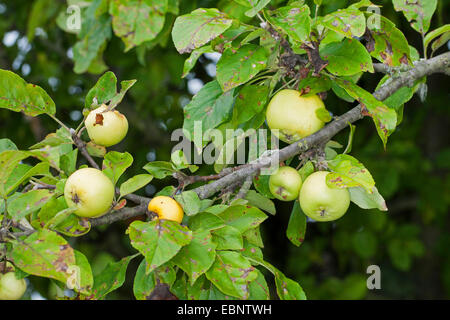 Holzapfel, wilde Krabbe (Malus Sylvestris), Zweig mit wilden Krabben, Deutschland Stockfoto