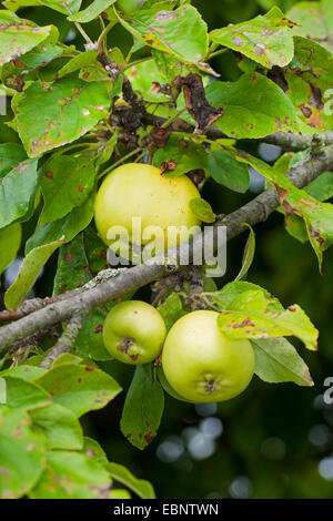 Holzapfel, wilde Krabbe (Malus Sylvestris), Zweig mit wilden Krabben, Deutschland Stockfoto