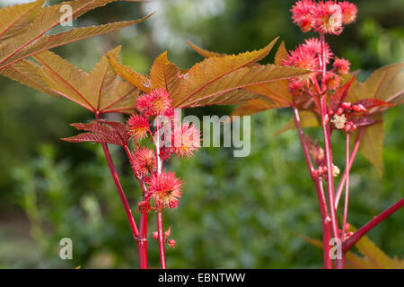 Wunderbaumes, Ricin, Castorpflanze – Öl, Rizinus, Castorbean (Ricinus Communis), Fruchtstand Stockfoto