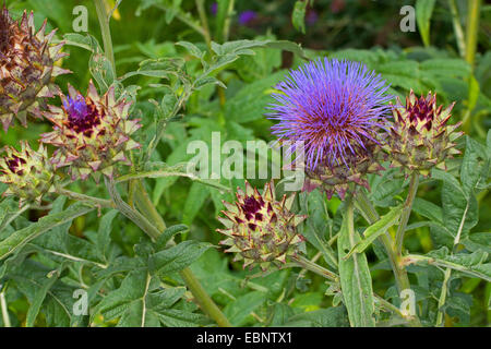 Artischocke Mariendistel, Karde (Cynara Cardunculus), blühende Artischocke Stockfoto