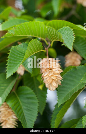 Hop Hainbuche, Europäische Hop Hainbuche (Ostrya Carpinifolia), Zweig mit Fruchtstand Stockfoto