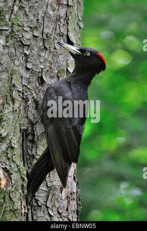 Schwarzspecht (Dryocopus Martius), sitzen an einem Stamm, Deutschland Stockfoto