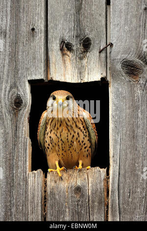 Europäische Turmfalke, Eurasian Kestrel, Old World Turmfalke, Turmfalken (Falco Tinnunculus), sitzen in der Tür ein Nistkasten, Deutschland Stockfoto