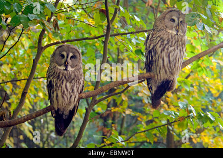 Bartkauz (Strix Nebulosa), sitzt auf einem Ast, Deutschland, Baden-Württemberg Stockfoto