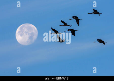 Kranich, eurasische Kranich (Grus Grus), Silhouette der Kraniche am Himmel mit Mond, Deutschland Stockfoto