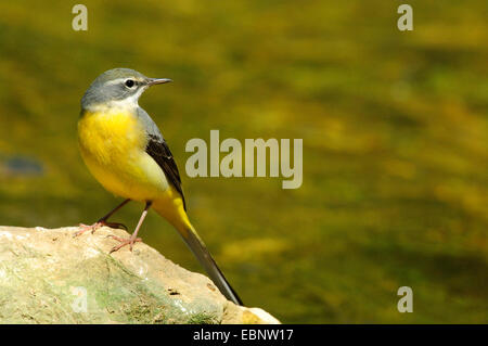 Gebirgsstelze (Motacilla Cinerea), weibliche sitzt auf einem Stein an einem Bach umzusehen, Deutschland, Baden-Württemberg, Aalen-Wasseralfingen Stockfoto