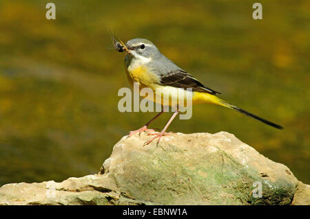 Gebirgsstelze (Motacilla Cinerea), weibliche sitzt auf einem Stein mit ein Insekt im Schnabel, Deutschland, Baden-Württemberg Stockfoto