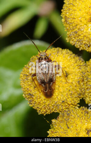 Angeschlagene Pflanze Bug (Lygus Rugulipennis), auf gelben Blume, Deutschland Stockfoto