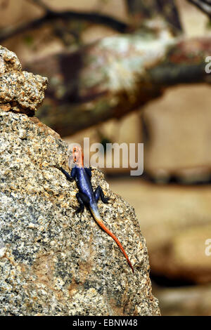 Gemeinsamen Agama, Red-headed Rock Agama (Agama Agama), männlich in hochzeitliche Färbung sitzt auf einem Stein, Namibia, Spitzkoppe Stockfoto