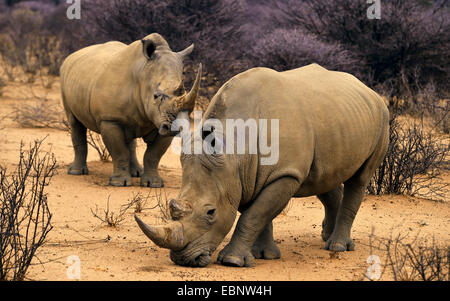 Breitmaulnashorn, Quadrat-lippige Rhinoceros Rhinoceros (Ceratotherium Simum), grass Twi Nashörner Suche Essen, Namibia Stockfoto