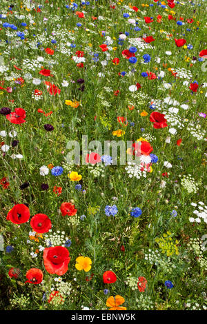 bunte Blumenwiese mit Mohn und Kornblumen, Deutschland Stockfoto