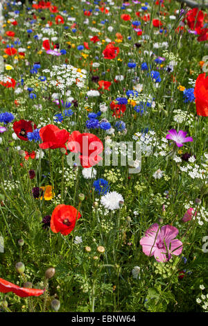 bunte Blumenwiese mit Mohn und Kornblumen, Deutschland Stockfoto