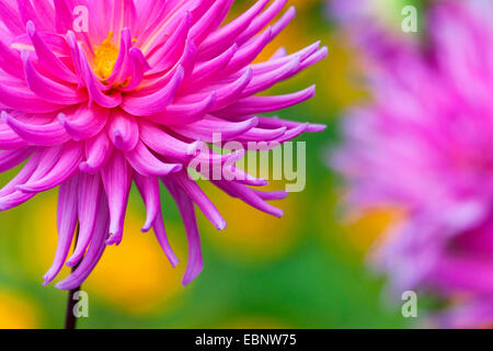 Georgina (Dahlia spec.), Blütenstand, detail Stockfoto