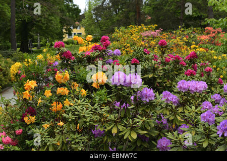 Rhododendron (Rhododendron (Sueec.), verschiedene Art blühen in einem Park, Österreich, Steiermark Stockfoto