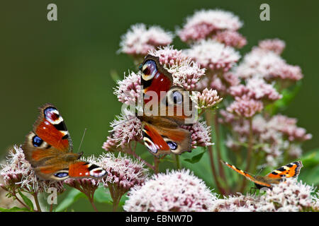 kleiner Fuchs (Aglais Urticae), mit Tagpfauenauge, Inachis, auf Hanf-Agrimony, Eupatorium Cannabinum, Dänemark Stockfoto