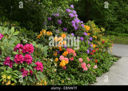 Rhododendron (Rhododendron (Sueec.), verschiedene Art blühen in einem Park, Österreich, Steiermark Stockfoto