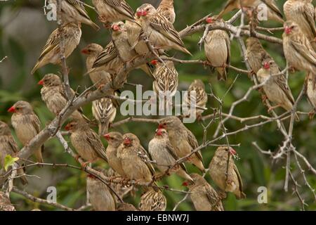 rot-billed Webervögeln (Webervögeln Webervögeln), ruhen im Baum, South Africa, Kwazulu-Natal, Mkuze Game Reserve Stockfoto