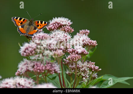 kleiner Fuchs (Aglais Urticae), sitzen auf Hanf-Agrimony, Eupatorium Cannabinum, Dänemark Stockfoto